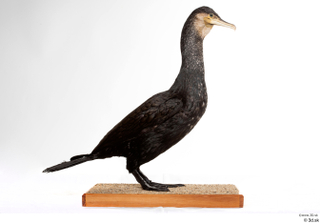 Double-crested cormorant Phalacrocorax auritus whole body 0005.jpg